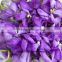 Best Hot Sale Blooming Plant Purple fresh cut cymbidium orchids For Wedding