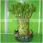 fengshui wheel lucky bamboo air bonsai tree dracaena sanderiana indoor ornamental aquatic water plants nursery garden decoration