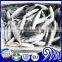 Whole Small eye Horse Mackerel frozen fish round scad