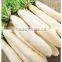 wholesale White Radish on sale