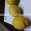 Fresh Lemon