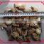 Dried green pleurotus ostreatus raw/ oyster mushroom with timely delivery