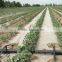 High Pressurre Irrigation Agriculture Competitive Advantage Water Transport PE Pipe