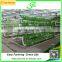 lettuce system hydroponic green house