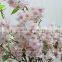 GNW BLB-CH1605013 Best choice wholesale pink Short stem Cherry blossom branche for Sale
