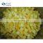 High Quality Hot Sale IQF Frozen Mango Dice IQF Mango Cube