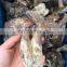 Свежие дикие черные тигровые пальмовые грибы