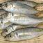 frozen small eye horse mackerel decapterus maruadsi round scad