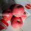 Fresh Red delicious Fuji Apple,manufacturer, supplier for fruits