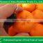 fresh fruits supplier of Mandarin orange kino