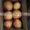 Golden Honey Pomelo For Export
