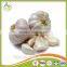 Fresh Style White Garlic from Cold Storage