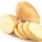 Chinese Fresh holland potato hot for sale