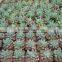succulent plants Sedum corynephyllum