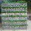 150 gram Ginseng Ficus Microcarpa