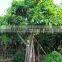 Ficus Altissima