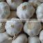 2016 New Crop Factory Garlic