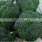 Mid early maturity tolerance to bolting broccoli seeds sakata broccoli seeds