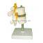Human Body Anatomy Spine Model Lumbar Vertebra