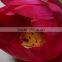 Natural lotus artificial decorative lotus flowers China manufacturer
