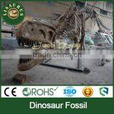 Lisaurus-G Museum Quality Dinosaur Fossil Replica From Lisaurus