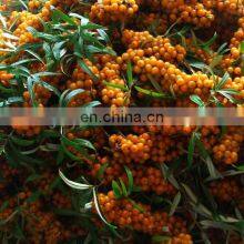 Sea Buckthorn Seed Powder Freeze Drying Processing Machine thumbnail-4
