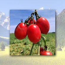 Canned Whole Peeled Tomatoes thumbnail-4