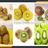 Leader Kiwi Slicing Machine With CE&ISO thumbnail-3