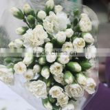 Diversified in packaging top sell carnation white
