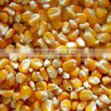 YELLOW MAIZE ANIMAL FEED bulk