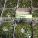 high quality yellow coil nails ( factory)