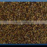 Cassia Tora Seeds thumbnail-1