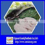 Bulk Frozen Channel Catfish fillets for US market