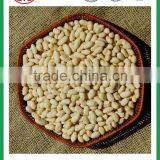 Blanched Good Quality Peanut Kernel in Long and Round Type thumbnail-2