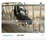 Cow Freestall Barn Galvanized Fence Panels thumbnail-6