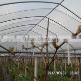 Anti Fog Anti Dust Coextruded PE Cover Film PE Film for Grape Greenhouse thumbnail-1