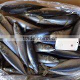 Pacific Mackerel thumbnail-2