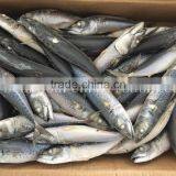 SEA FROZEN MACKEREL SIZE 6 FOR SALE MARKET thumbnail-1