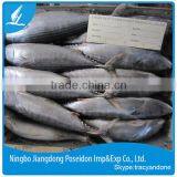 A Garde 1kg up Whole Round Frozen Bonito Tuna (sarda Sarda) thumbnail-1
