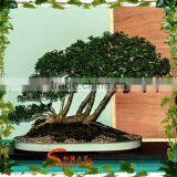 1.8 m Tall Artificial Banyan Bonsai Flower / Tree ( Plant Bonsai Flower / Tree of DESTE ) thumbnail-2