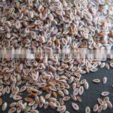 Psyllium Seed thumbnail-2
