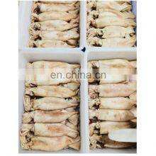 Whole Sale BQF Squid Raw Material for Fishing Bait