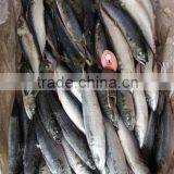 Pacific Mackerel New Coming Seafood thumbnail-3