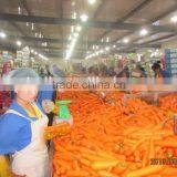 Chinese New Carrot/Frozen Red Carrots for Sale thumbnail-5