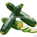 MoD Dark Green High Resistance Hybrid Squash Seeds