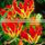 Gloriosa Superba Seeds Herbal - Treatment for Itching thumbnail-6