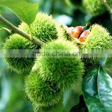 Bulk High Quality Fresh Green Dandong Chestnuts for Sale thumbnail-4