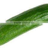 Cucumber Exporters thumbnail-2