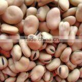 Market Price Broad Bean thumbnail-4
