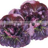 Chinese Purple Vegetable Seeds Health Vegetables Seeds for Sale-Zi Ju thumbnail-1